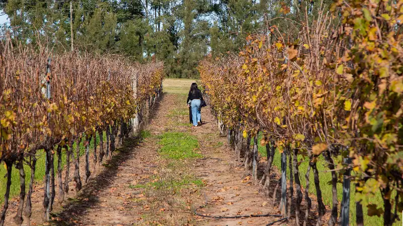 Paseo por los viñedos de Finca de Sacramento
